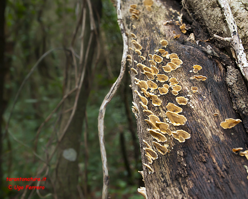 Foto funghi ed una richiesta